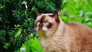 Preview wallpaper british shorthair cat, cat, branches