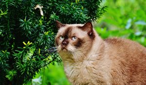 Preview wallpaper british shorthair cat, cat, branches