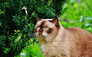 Preview wallpaper british shorthair cat, cat, branches