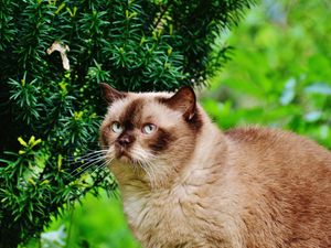 Preview wallpaper british shorthair cat, cat, branches