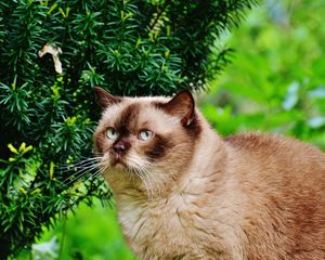 Preview wallpaper british shorthair cat, cat, branches