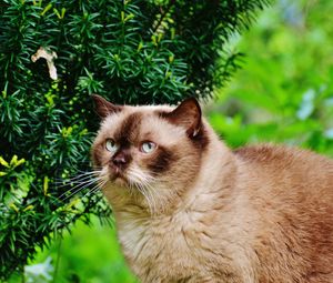 Preview wallpaper british shorthair cat, cat, branches