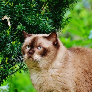 Preview wallpaper british shorthair cat, cat, branches