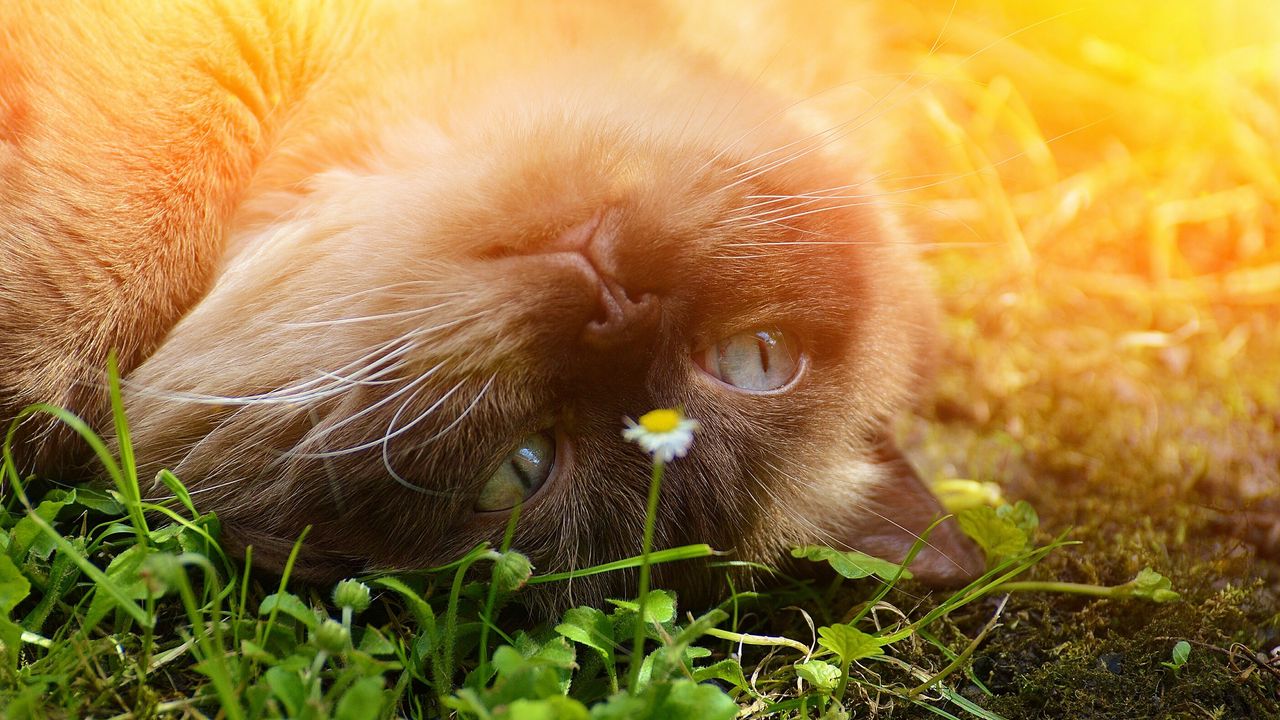 Wallpaper british shorthair, cat, grass, muzzle, lying, playful