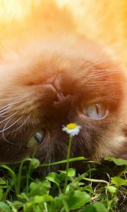 Preview wallpaper british shorthair, cat, grass, muzzle, lying, playful
