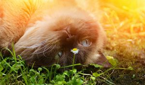 Preview wallpaper british shorthair, cat, grass, muzzle, lying, playful