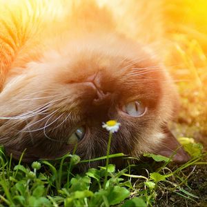 Preview wallpaper british shorthair, cat, grass, muzzle, lying, playful