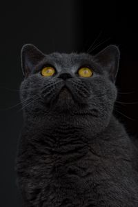 Preview wallpaper british shorthair, cat, gray, sight