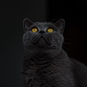 Preview wallpaper british shorthair, cat, gray, sight