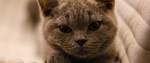 Preview wallpaper british shorthair, cat, kitten, pet, gray