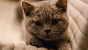 Preview wallpaper british shorthair, cat, kitten, pet, gray