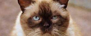 Preview wallpaper british shorthair cat, muzzle, beautiful
