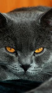 Preview wallpaper british, yellow eyes, cat, gray color