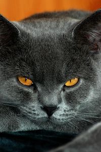 Preview wallpaper british, yellow eyes, cat, gray color