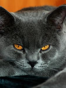 Preview wallpaper british, yellow eyes, cat, gray color