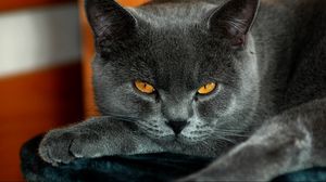 Preview wallpaper british, yellow eyes, cat, gray color