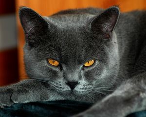 Preview wallpaper british, yellow eyes, cat, gray color