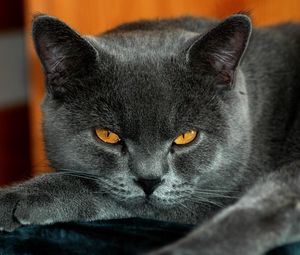 Preview wallpaper british, yellow eyes, cat, gray color