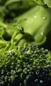 Preview wallpaper broccoli, cabbage, vegetable, close-up