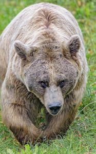 Preview wallpaper brown bear, bear, animal, brown, wildlife