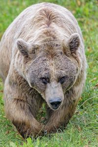 Preview wallpaper brown bear, bear, animal, brown, wildlife