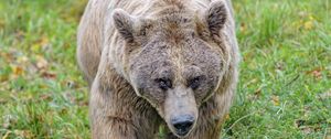 Preview wallpaper brown bear, bear, animal, brown, wildlife