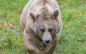 Preview wallpaper brown bear, bear, animal, brown, wildlife