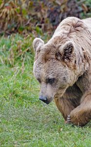 Preview wallpaper brown bear, bear, animal, brown, wild