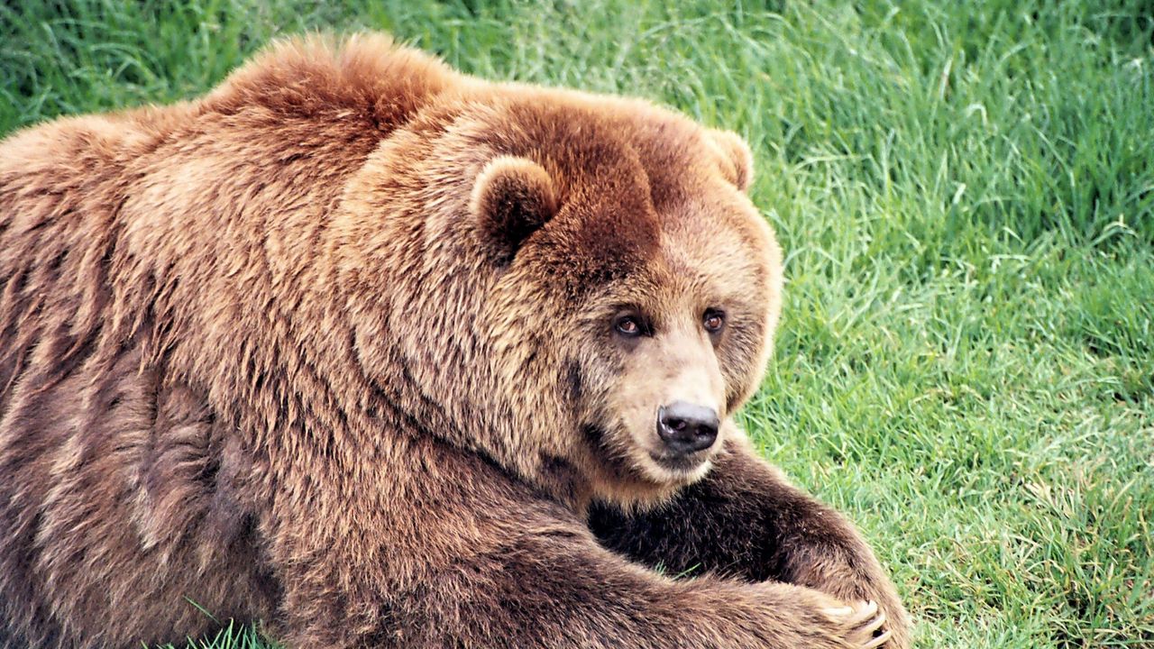 Wallpaper brown bear, bear, fat, grass