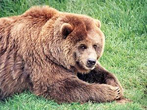 Preview wallpaper brown bear, bear, fat, grass