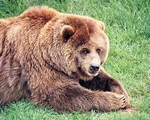 Preview wallpaper brown bear, bear, fat, grass