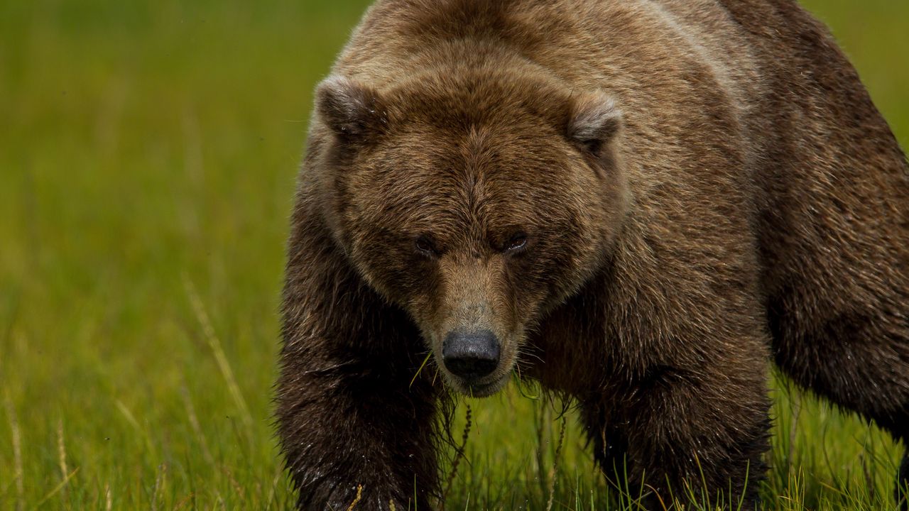 Wallpaper brown bear, bear grass, thick