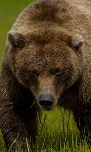 Preview wallpaper brown bear, bear grass, thick