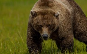 Preview wallpaper brown bear, bear grass, thick
