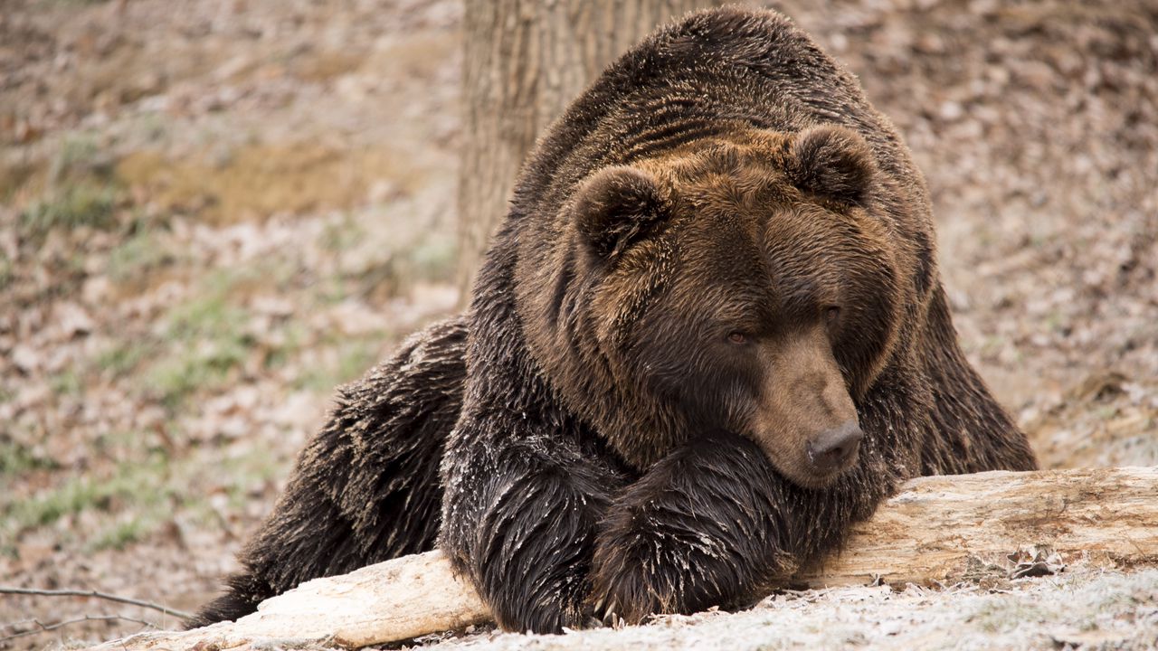 Wallpaper brown bear, bear, lies