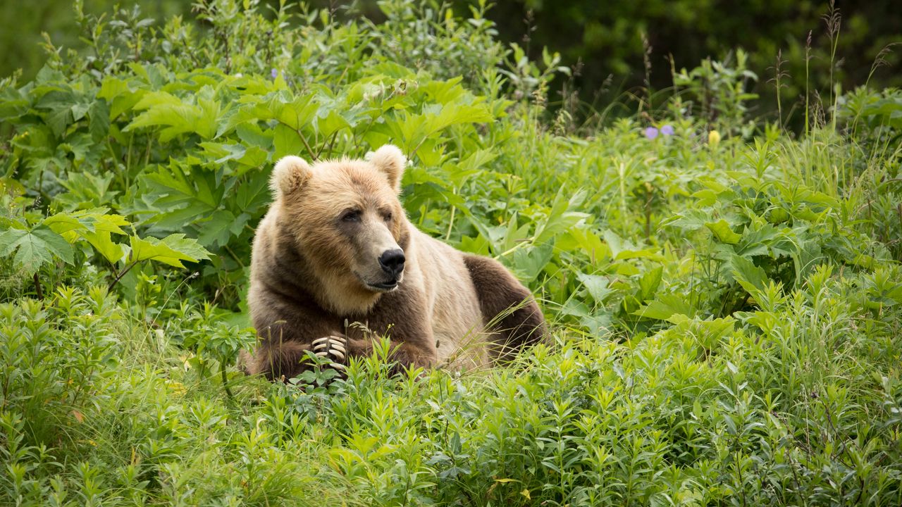 Wallpaper brown bear, bear, predator, grass