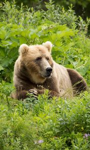 Preview wallpaper brown bear, bear, predator, grass
