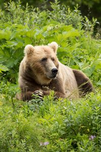 Preview wallpaper brown bear, bear, predator, grass