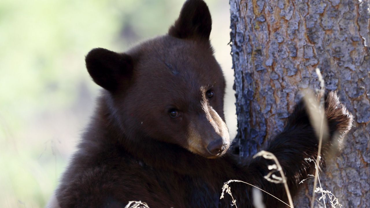 Wallpaper brown bear, bear, predator, grass, funny