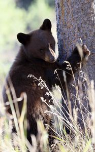 Preview wallpaper brown bear, bear, predator, grass, funny