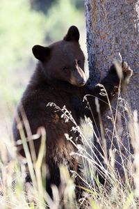 Preview wallpaper brown bear, bear, predator, grass, funny