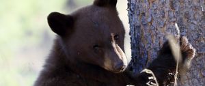 Preview wallpaper brown bear, bear, predator, grass, funny