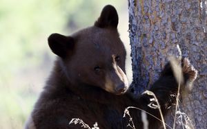 Preview wallpaper brown bear, bear, predator, grass, funny