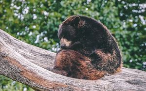 Preview wallpaper brown bear, bear, predator, sleep