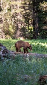 Preview wallpaper brown bear, bear, predator, forest