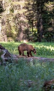 Preview wallpaper brown bear, bear, predator, forest