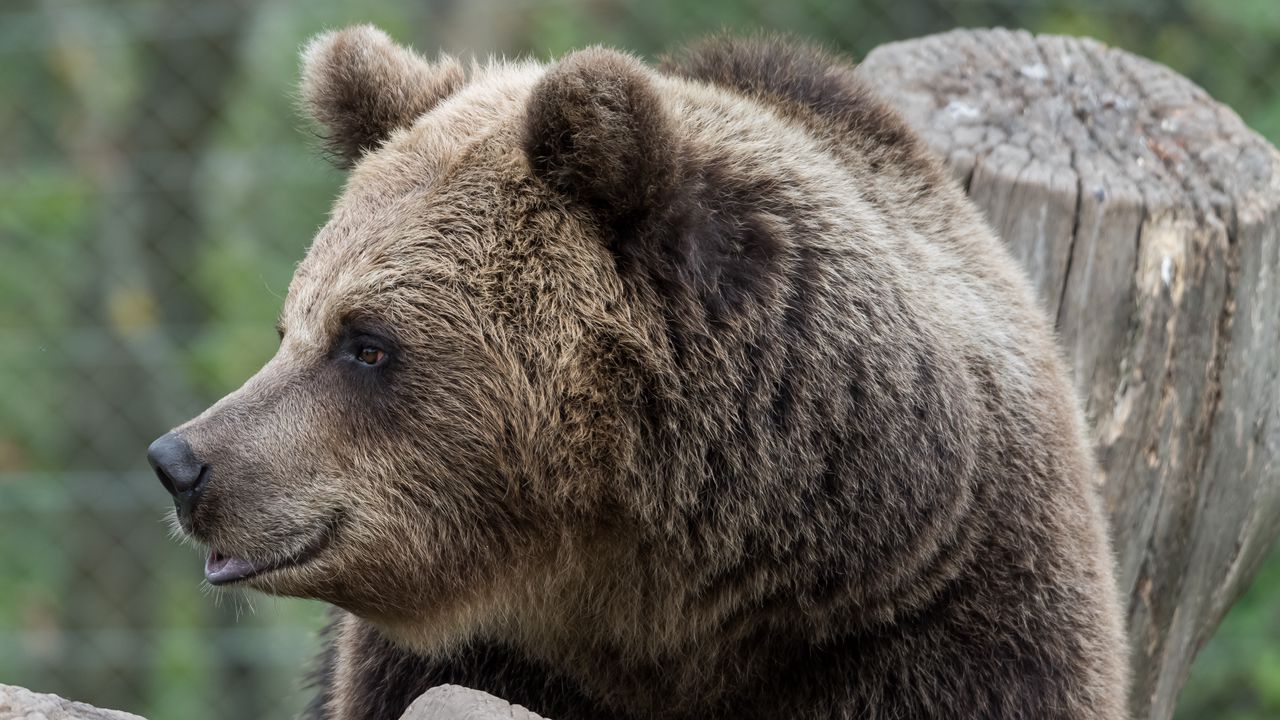 Wallpaper brown bear, bear, predator, profile, muzzle