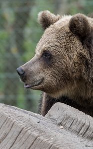 Preview wallpaper brown bear, bear, predator, profile, muzzle