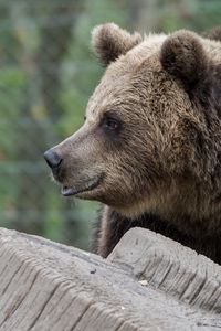 Preview wallpaper brown bear, bear, predator, profile, muzzle