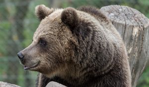 Preview wallpaper brown bear, bear, predator, profile, muzzle